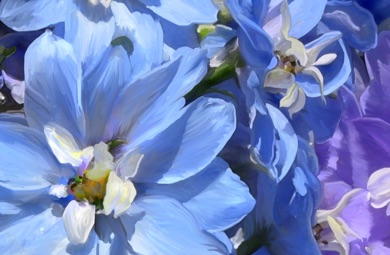 Delphinium